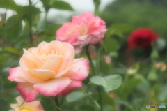 鳥さんに出会えないので色物②