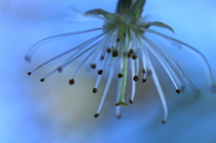花びら飛んじゃった～
