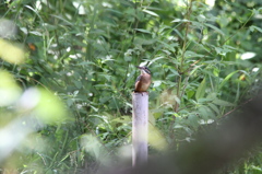 作られた池に住んでるカワセミ