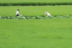 農作業
