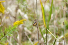 P1000446