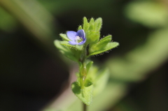 2mm位の花・・・名前は？？？