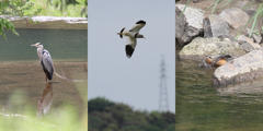 左から　アオサギ？　ケリ？　百舌鳥の水浴び
