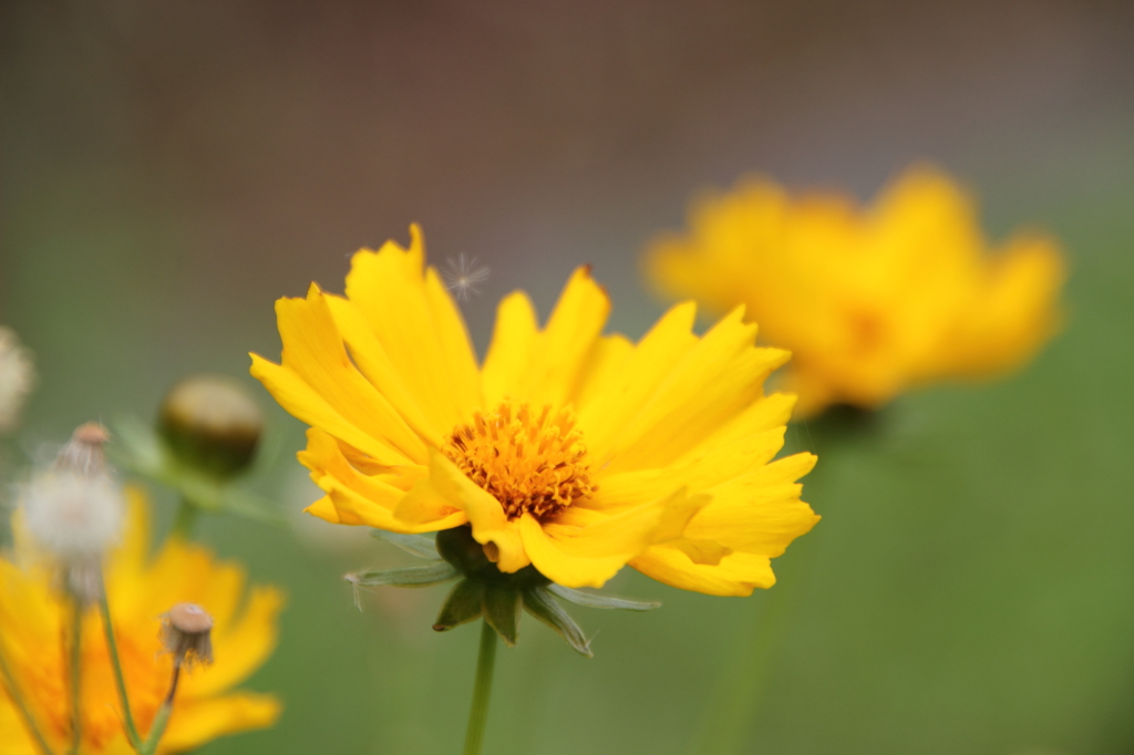 yellow