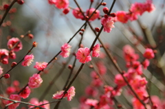 この木だけ満開近し