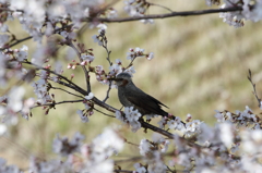 ギャングと桜