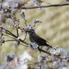 ギャングと桜