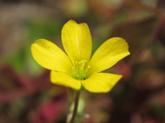 IMG_0520
