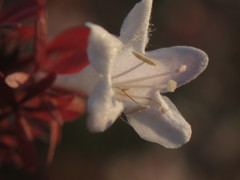 花の上が切れてるし～