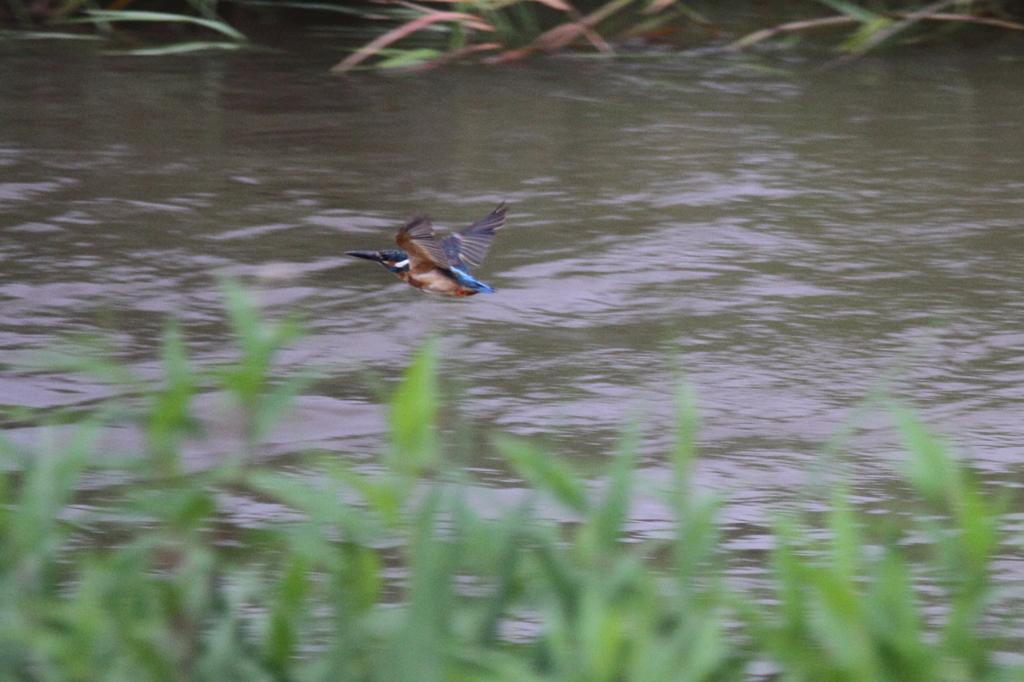 飛翔