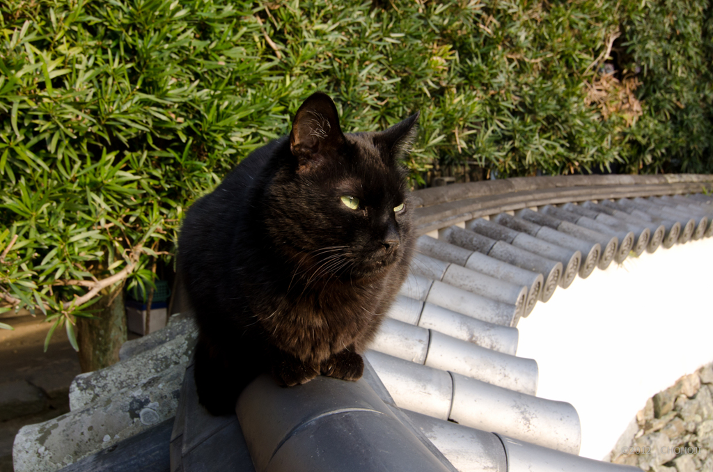 黒猫