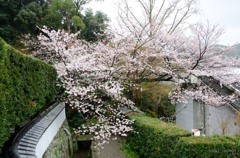 雨の日の桜