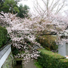 雨の日の桜