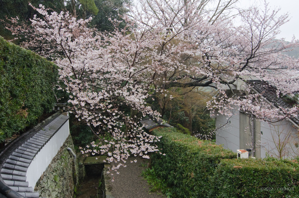 雨の日の桜