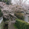 雨の日の桜