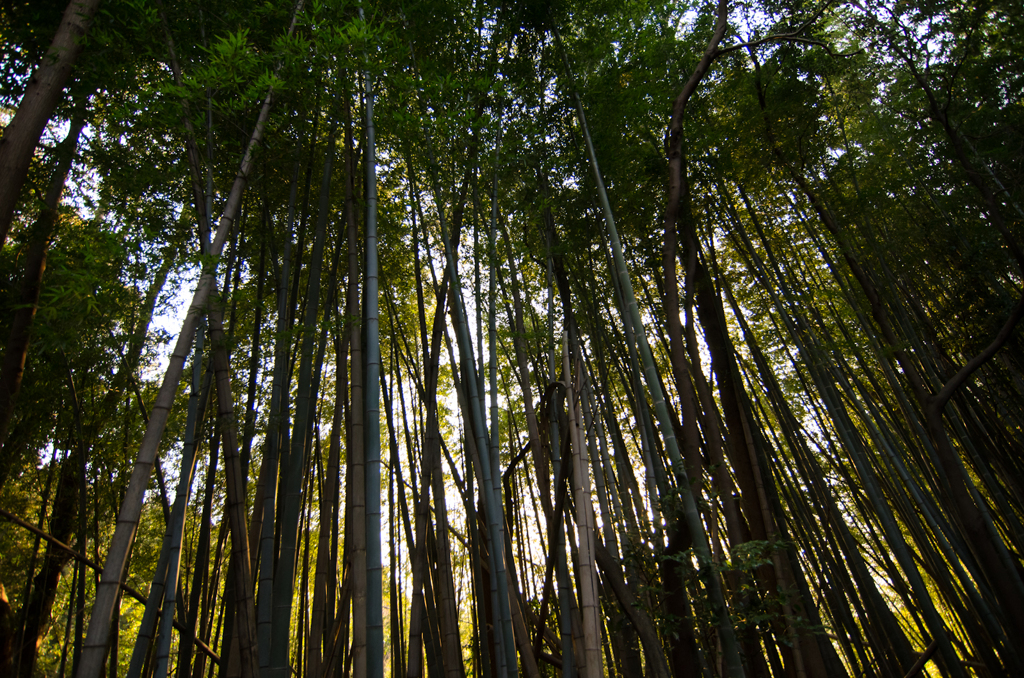 竹林　長保寺