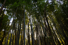 竹林　長保寺