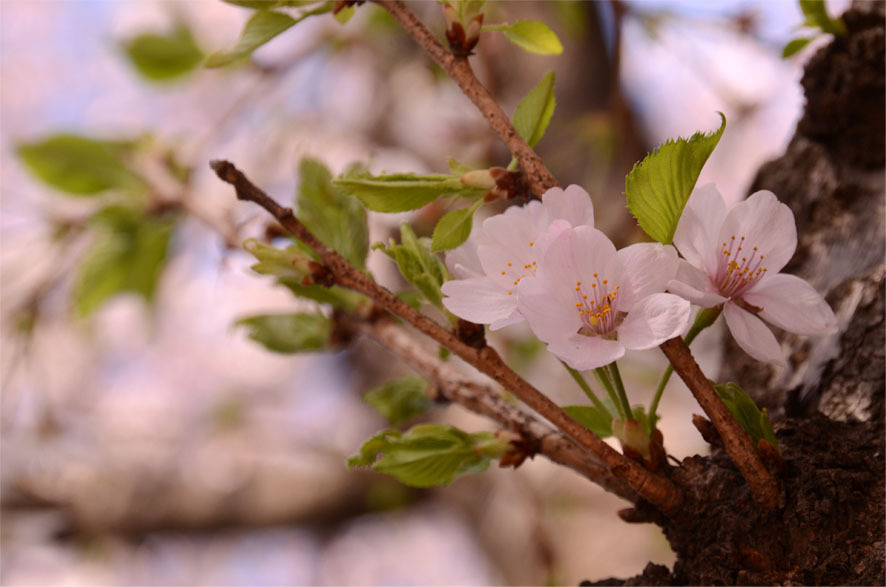 桜