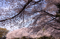 公園