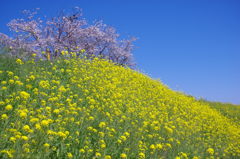 菜の花と桜