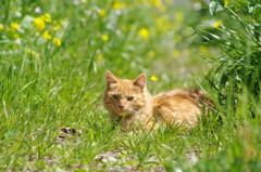 草むらで遊ぶ子猫