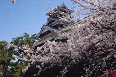 熊本城・宇土櫓と桜