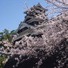 熊本城・宇土櫓と桜