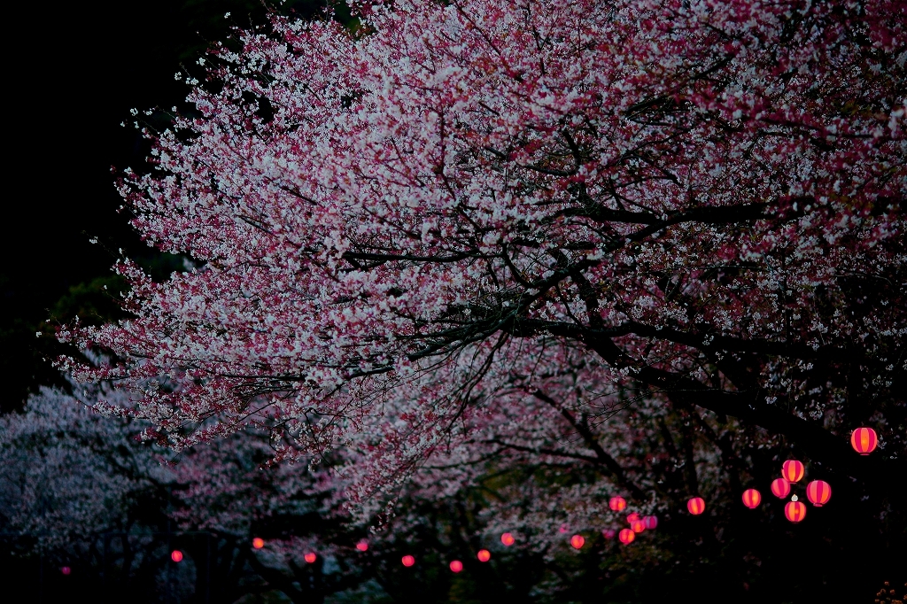 桜001