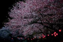 桜001