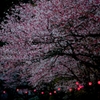 桜001