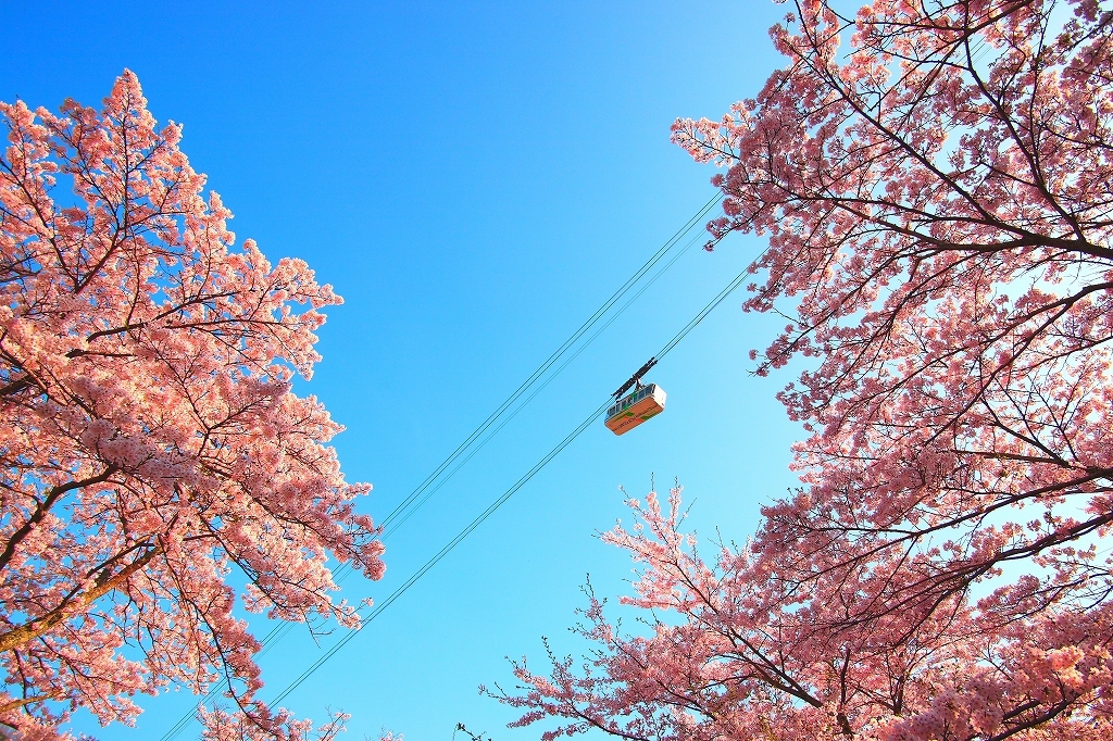 桜002