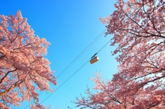 桜002
