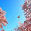 桜002