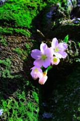 桜003