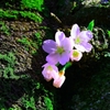 桜003