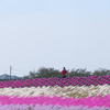 春のお散歩