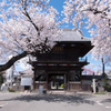 龍海院の桜