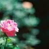 真夏の薔薇