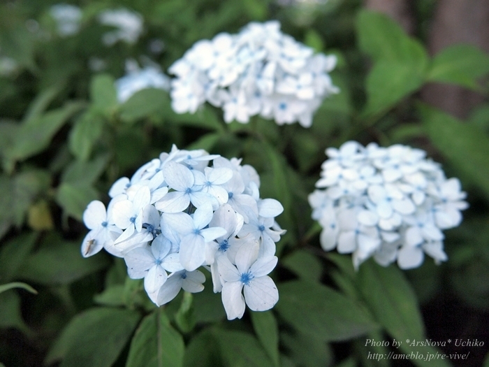 紫陽花