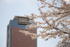 県庁と桜