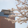 県庁と桜