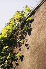 tsuta