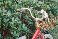 赤い自転車
