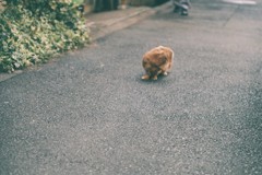 犬を盗撮…焦り…ボケ
