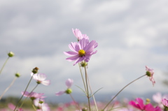 秋桜