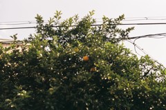 みかんぼけ