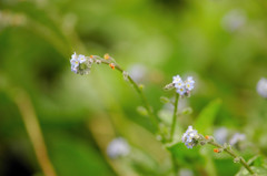   Forget-me-not