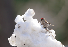 前略、雪解け道より