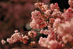 桜色
