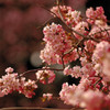 桜色